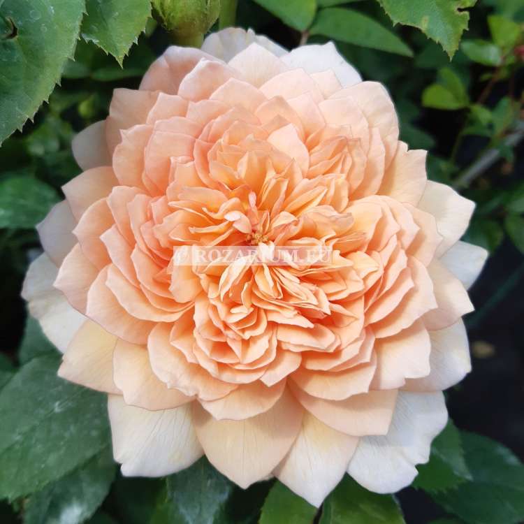 Grace 2021 — kopia.jpg