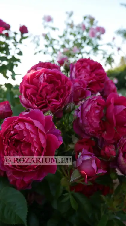 soul (15) — kopia.JPG