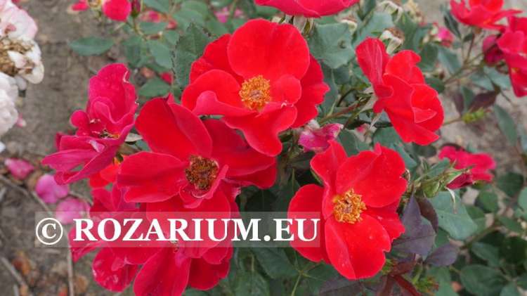 miracle on the hudson (2) — kopia.JPG