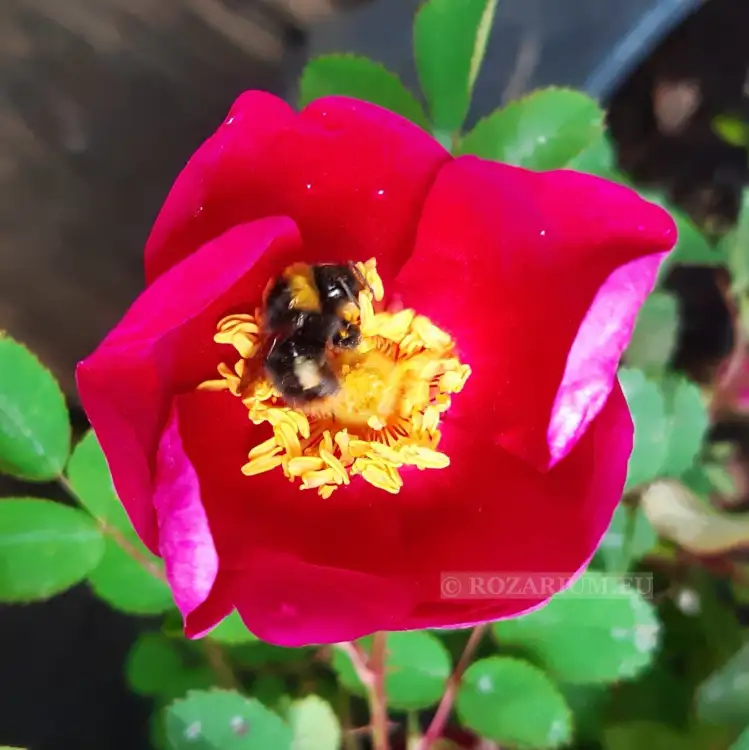 Red Nelly Single Cherry.jpg