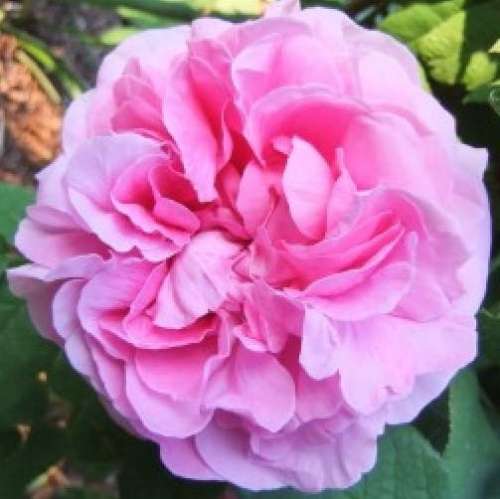 duchesse-de-buccleugh.jpg