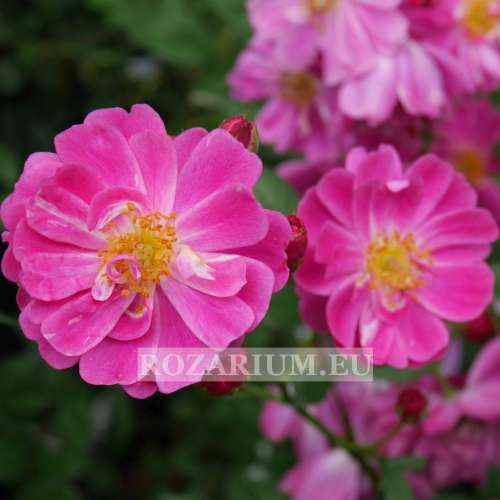 kodaly zoltan (3) — kopia.JPG