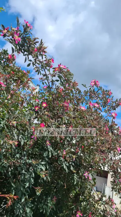 glauca — kopia.jpg