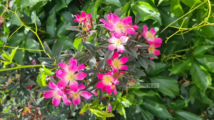 glauca 2 — kopia.jpg