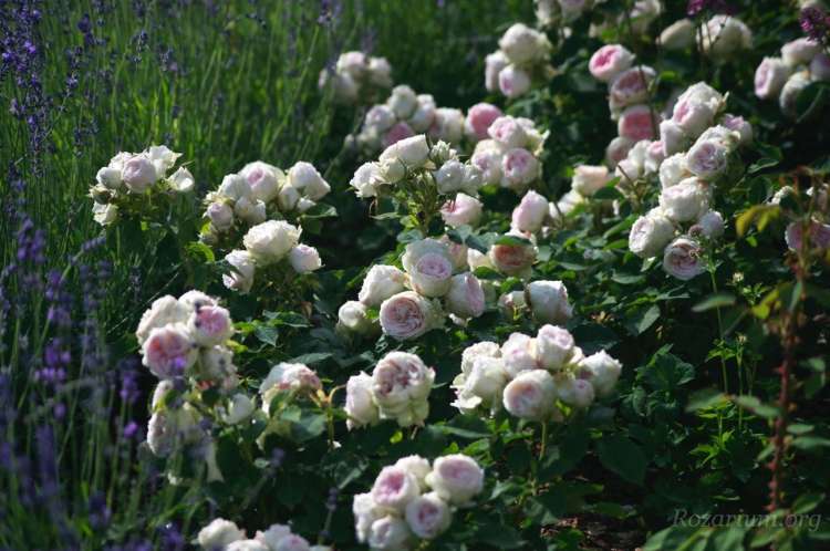 8e96a181119646763b6c93ba47fd4a1b9e8fde07