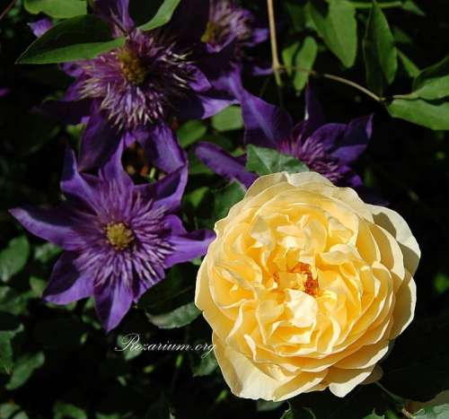Golden Celebration Multi blue (5) - Copy.jpg