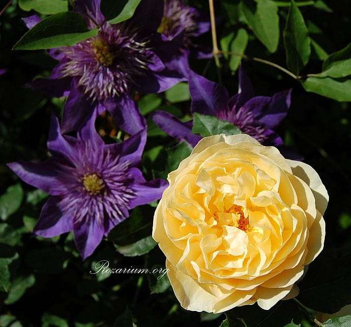 Golden Celebration Multi blue (5) - Copy.jpg