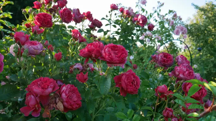 soul (19) — kopia.JPG