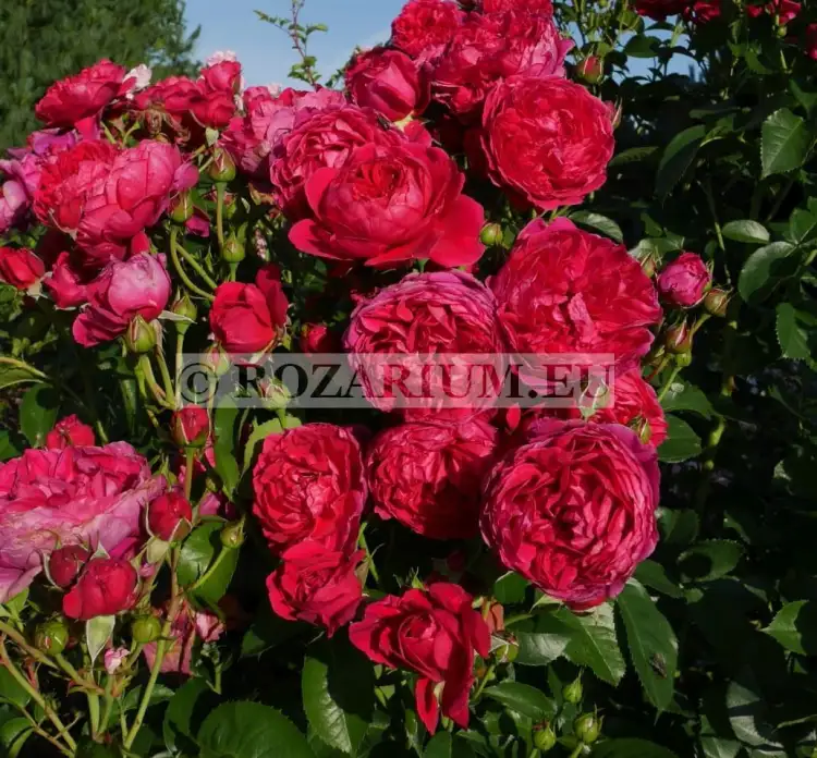 soul (22) — kopia1.JPG