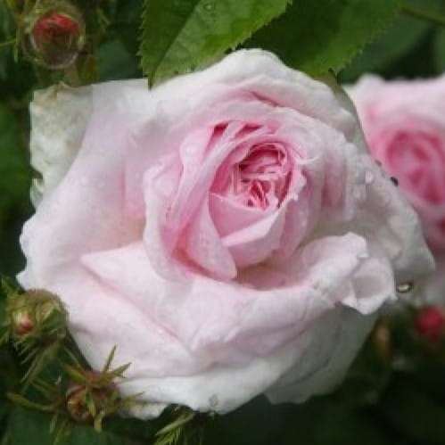 chloris-descemet.jpg