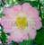 Rosa roxburghii normalis.jpg