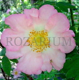 Rosa roxburghii normalis.jpg