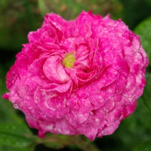 Cramoisi_picoté,_1 Vibert_1834,_Rose Biblio.jpg