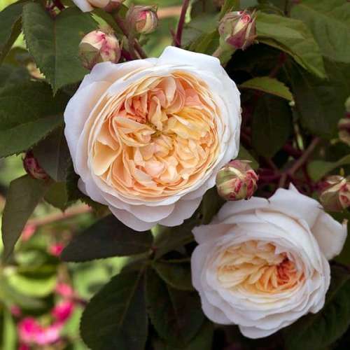 Gesualdo_da Venosa Rose_novaspina.jpg