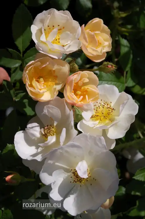 omi oswald (1).JPG