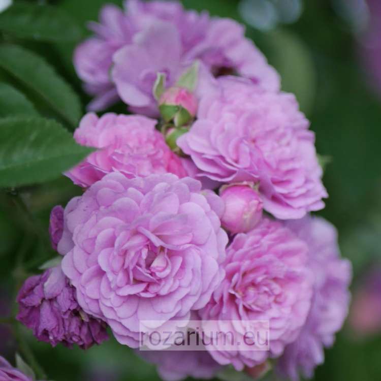 2020-06-14 parnik liptov.jpg