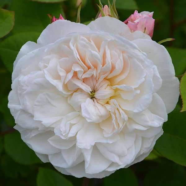 la tintoretta Novaspina Libera.jpg