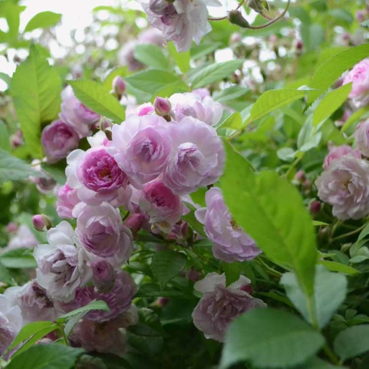 Anna Coi Novaspina1.jpg