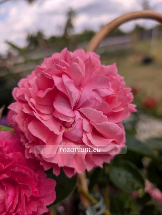 Millamy Novaspina Libera (4)1.jpg