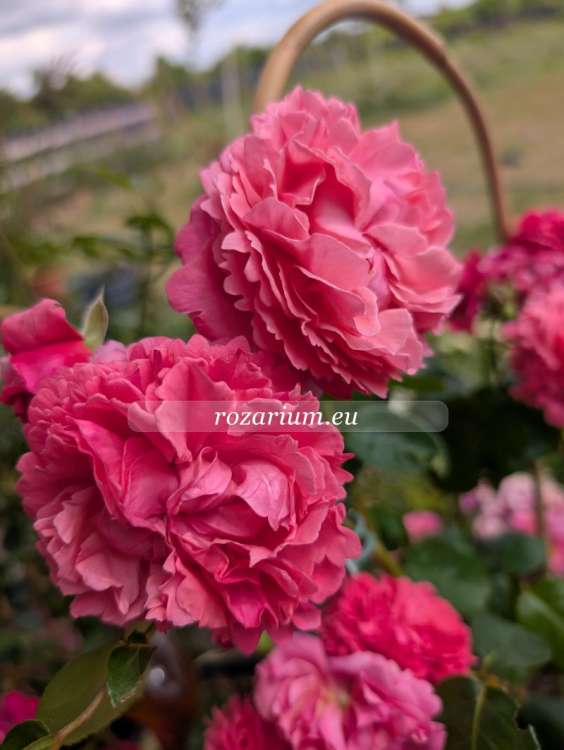 Millamy Novaspina Libera (3)1.jpg