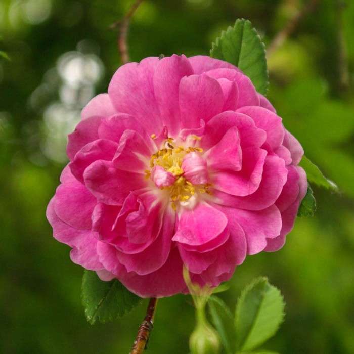 Californica plena Rose-Biblio.jpg