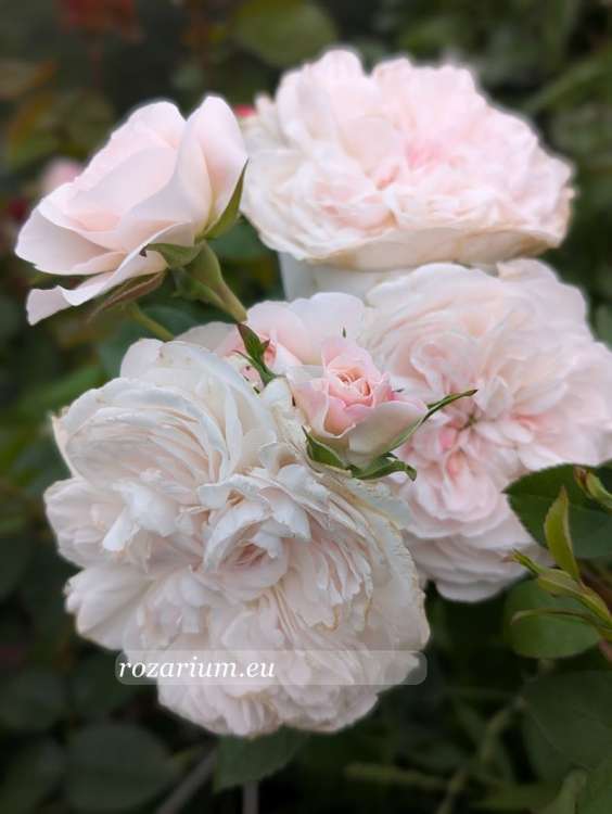 La tintoretta 22.jpg