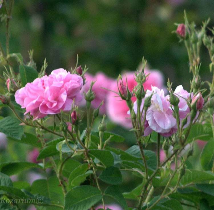 damascena Kazanlik (2).jpg