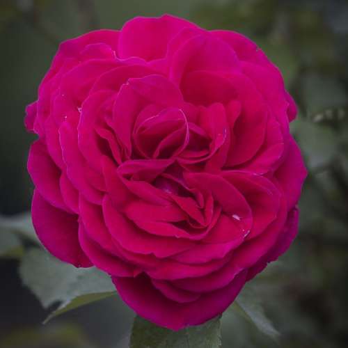AFLOFARM Red Dragon Rojewski.jpg