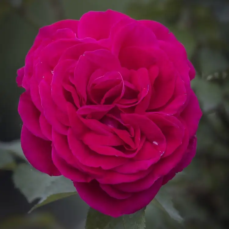 AFLOFARM Red Dragon Rojewski.jpg