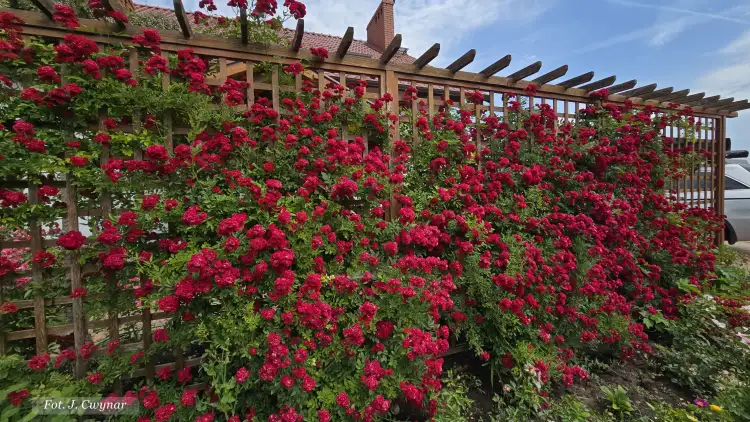 Perennial Domino J. Cwynar.jpg