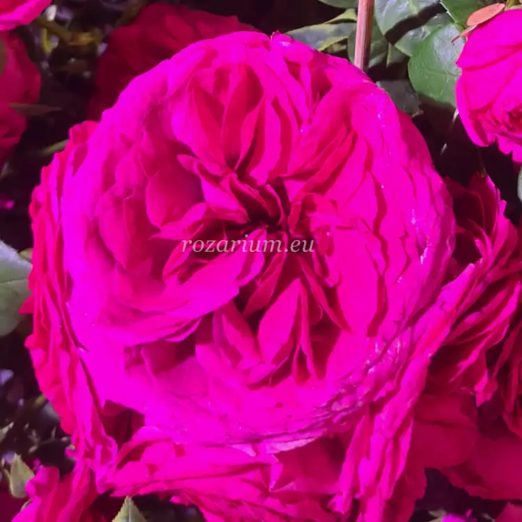 Sophie Luise Tantau Kutno1.png