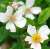 Nozomi (2) - Copy.JPG