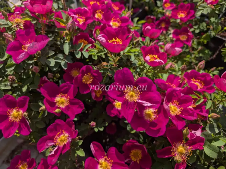 Single Cherry Red Nelly 61.png