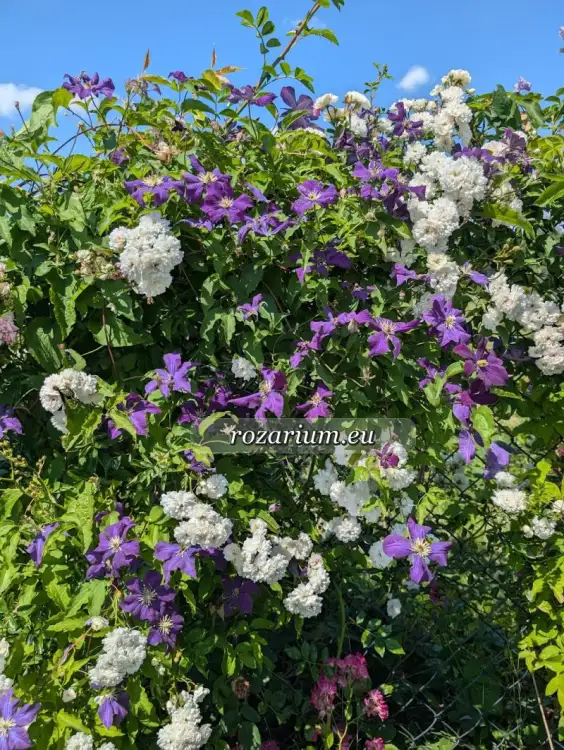 Fernande Krier i powojnik Etoile Violet.jpg