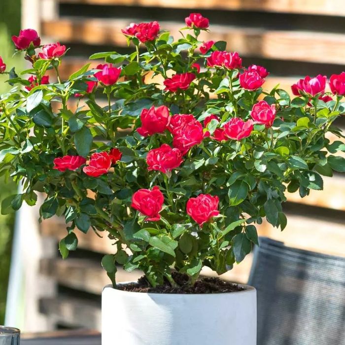 rosier-zepeti miniatura.jpg