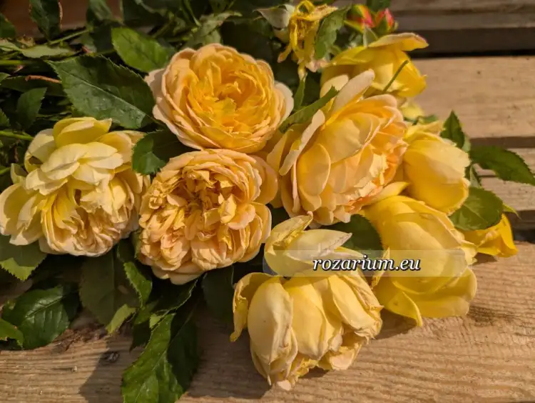Golden Celebration 2026 1.jpg