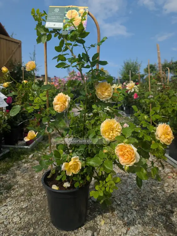 Golden Celebration donica 2.jpg