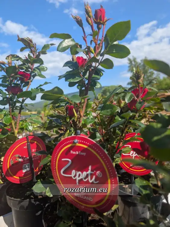 Zepeti etykieta1.jpg