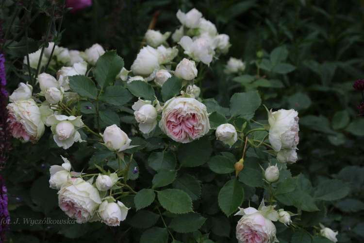 Pashmina1 Wyczółkowska.jpg