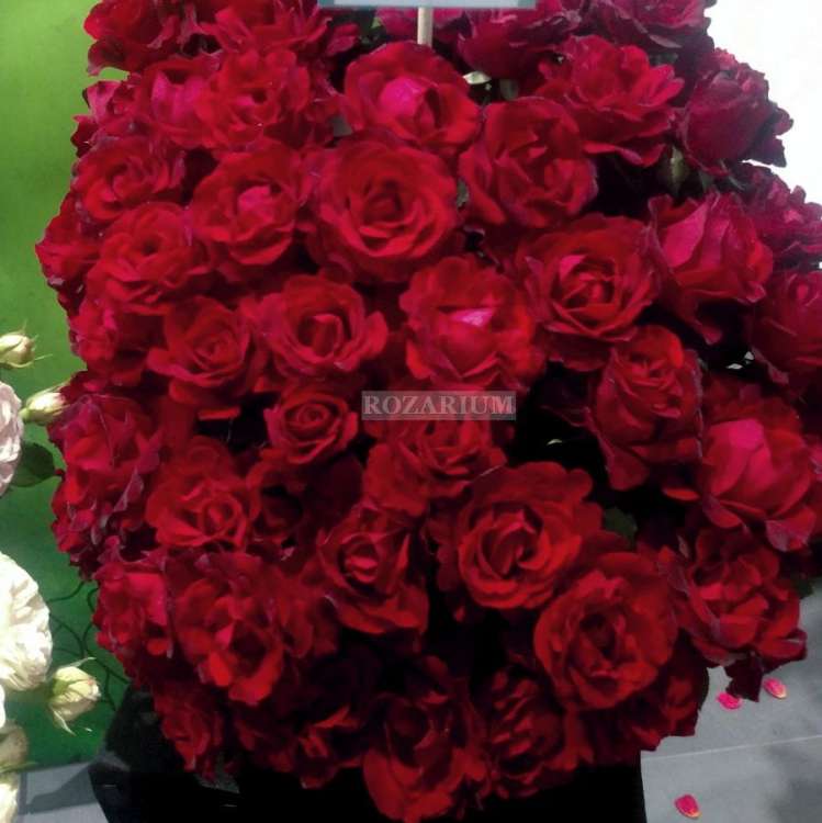 kutno hommage a barbara.jpg