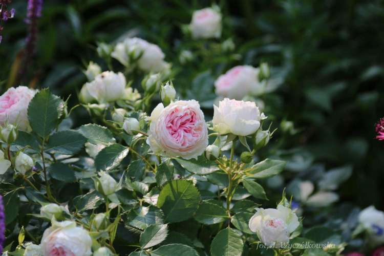 Pashmina Wyczółkowska.jpg