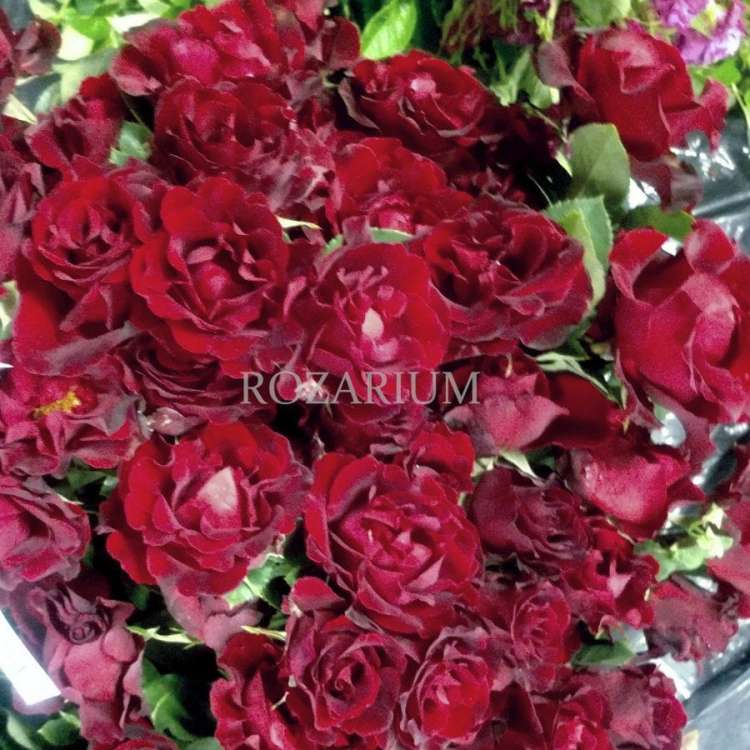 kutno hommage a barbara1.jpg