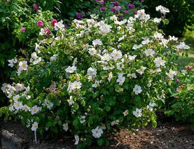 rosa richardii-sangerhausen.jpg